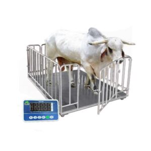Digital Cattle Weight Measurement System