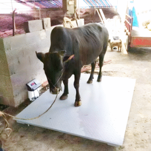 Livestock Weighing Scale with Digital Display