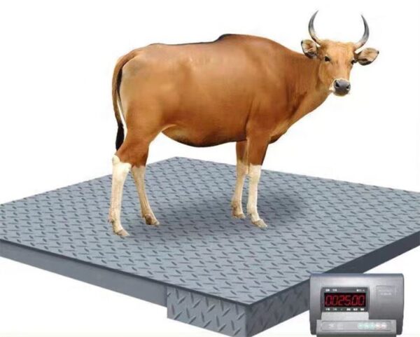 Livestock Digital Animal Scale