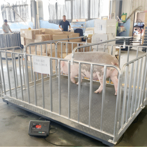 Heavy-Duty Livestock Weight Platform, Farm Animal Scale