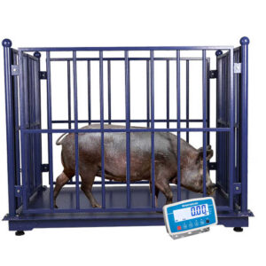 Digital Pig Weighing Scale