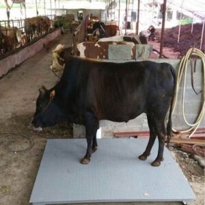 Cattle Weight Measurement Platform, Farm Animal Scale