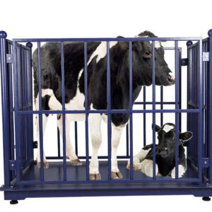 Cattle Weighing Scale with Digital Display