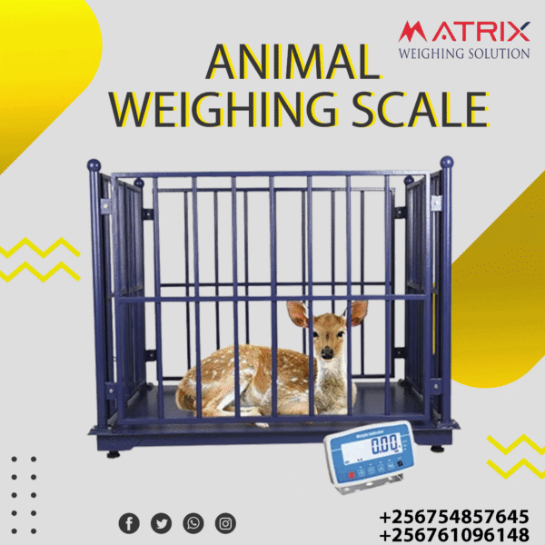 Animal weighing scales in Uganda