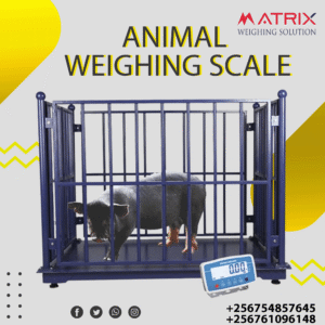 Livestock weighing scales in Uganda