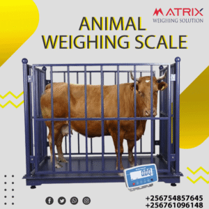 Cattle weighing scales in Uganda