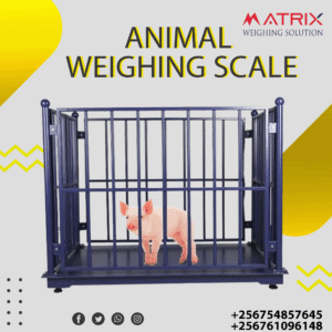 Sheep weighing scales in Uganda