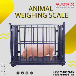 Portable animal weighing scales in Uganda