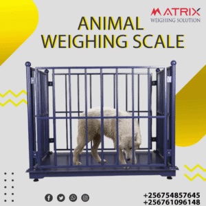 Portable cattle scales in Uganda
