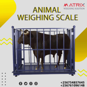 Goat weighing scales company in Uganda
