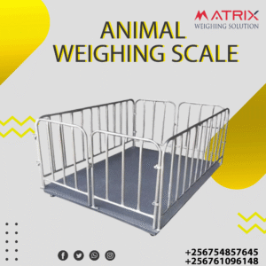 Farm animal weighing scales in Uganda