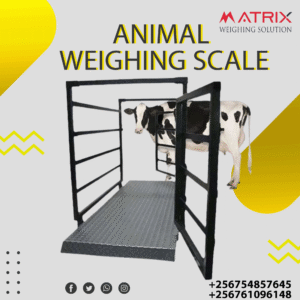 Animal weighing machine in Uganda