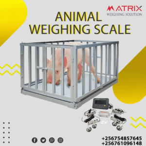 Farm animal weighing scales company in Uganda