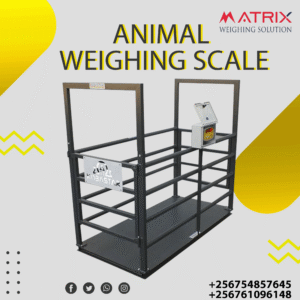Electronic animal weighing scales in Uganda