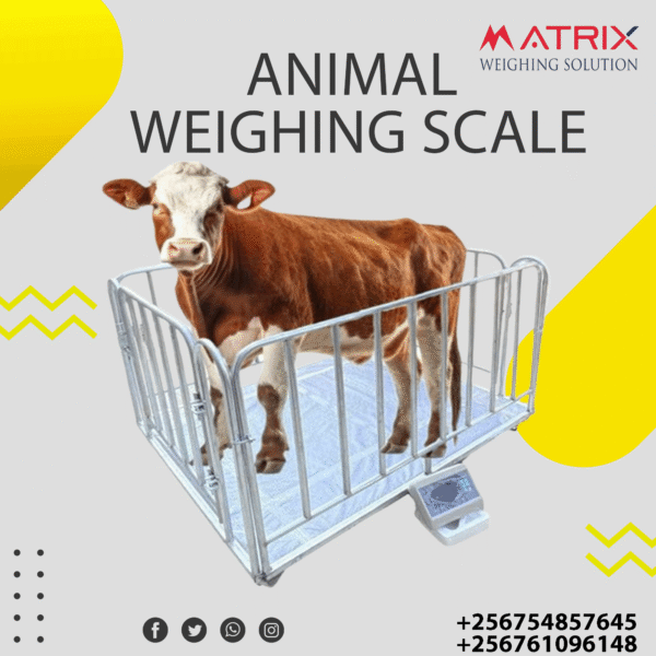 Electronic cattle scales in Uganda