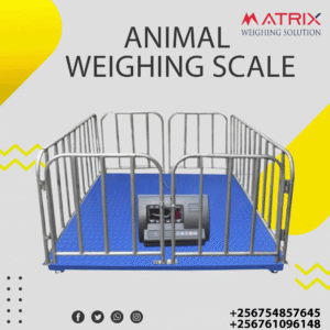 UNBS certified cattle weighing scales in Uganda