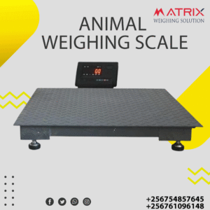 UNBS certified cattle weighing scales in Uganda +256 761096148