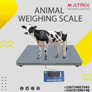 Digital animal weighing scales price in Uganda