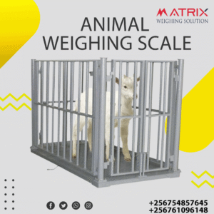 Digital cattle scales in Uganda