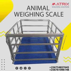Digital animal weighing scales in Uganda